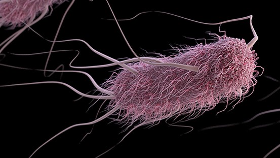 Une étude publiée dans Communications Biology montre comment le zinc et la vitamine K3 fragilisent E. coli tout en préservant davantage le microbiote intestinal.